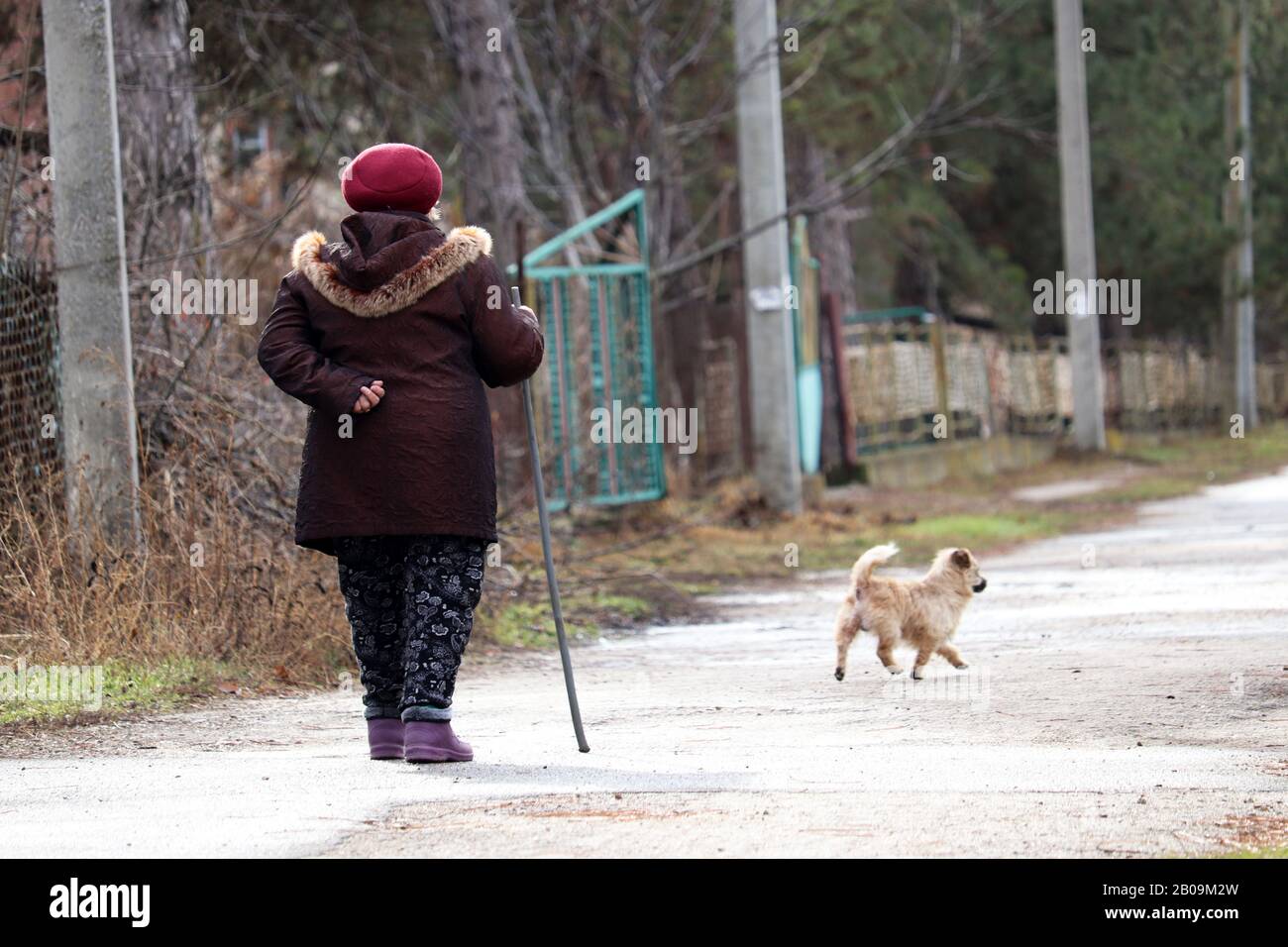 Elderly woman walking with stick on rural road. Old age, diseases of