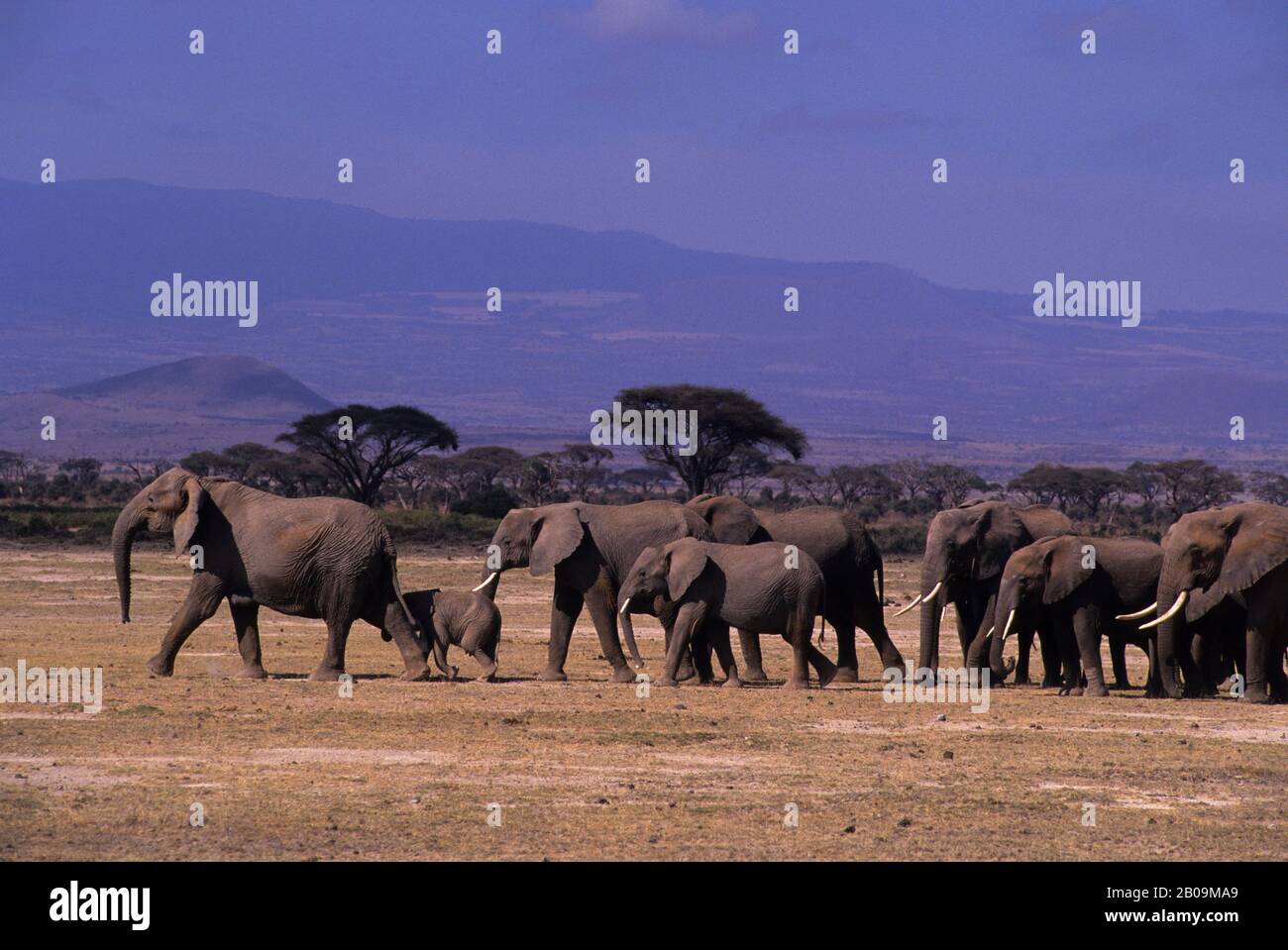 KENYA, AMBOSELI NATIONAL PARK, ELEPHANT HERD Stock Photo - Alamy