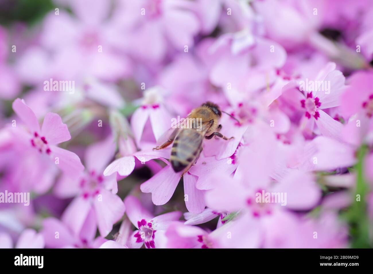 Honey bee collects nectar and pollen from Phlox subulata, creeping phlox, moss phlox, moss pink, or mountain phlox. Honey plant in summer on alpine fl Stock Photo