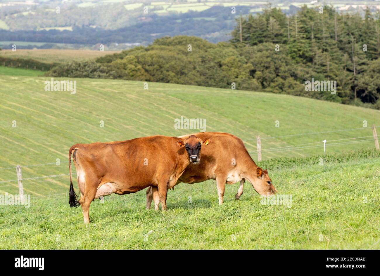 breed of small dairy cattle from Jersey 