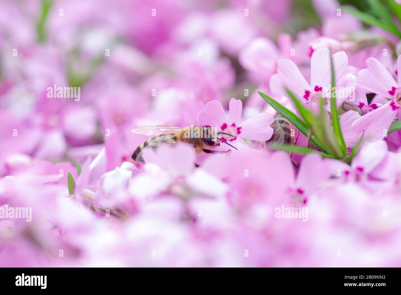 Honey bee collects nectar and pollen from Phlox subulata, creeping phlox, moss phlox, moss pink, or mountain phlox. Honey plant in summer on alpine fl Stock Photo