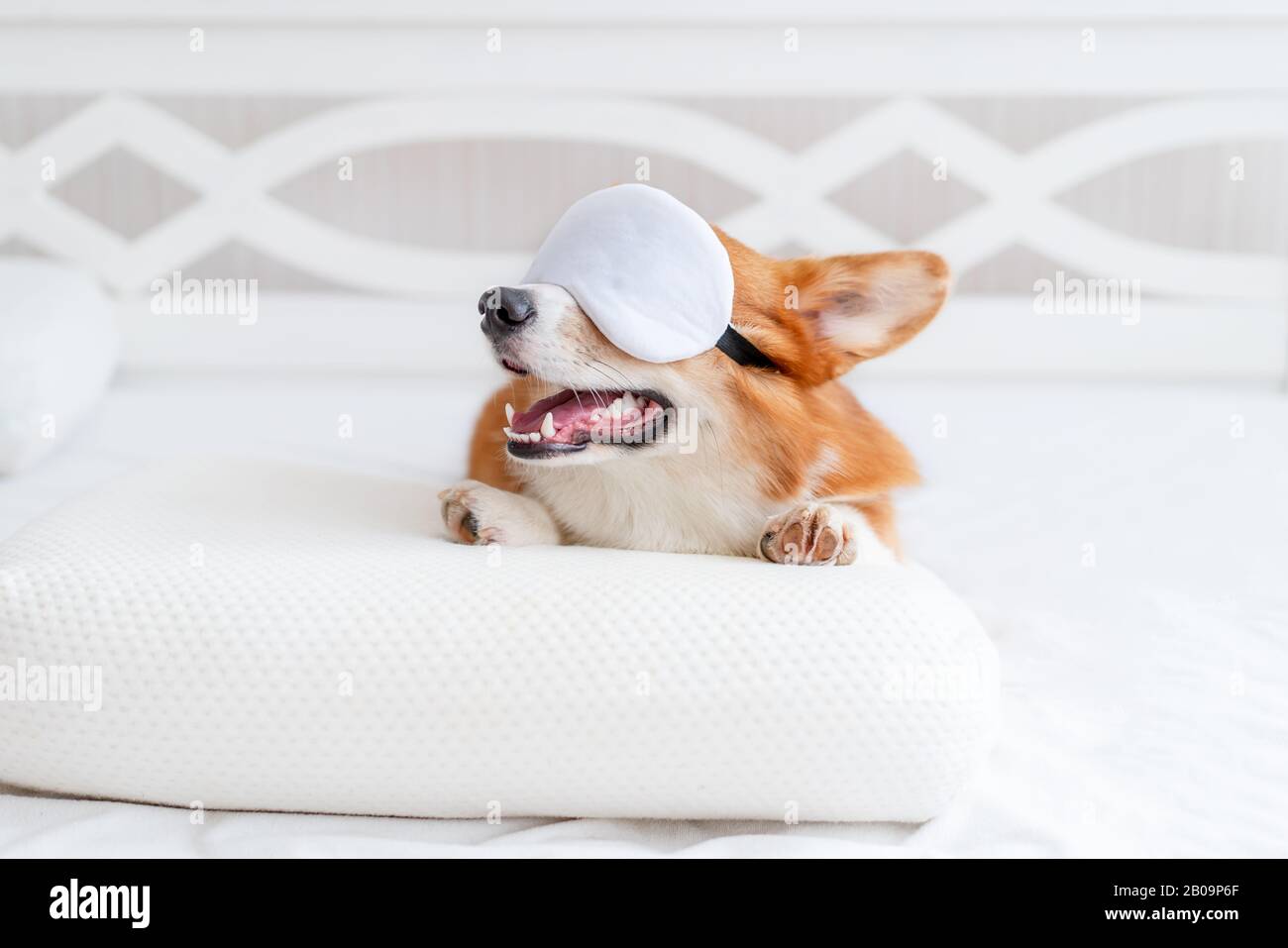 corgi in bed