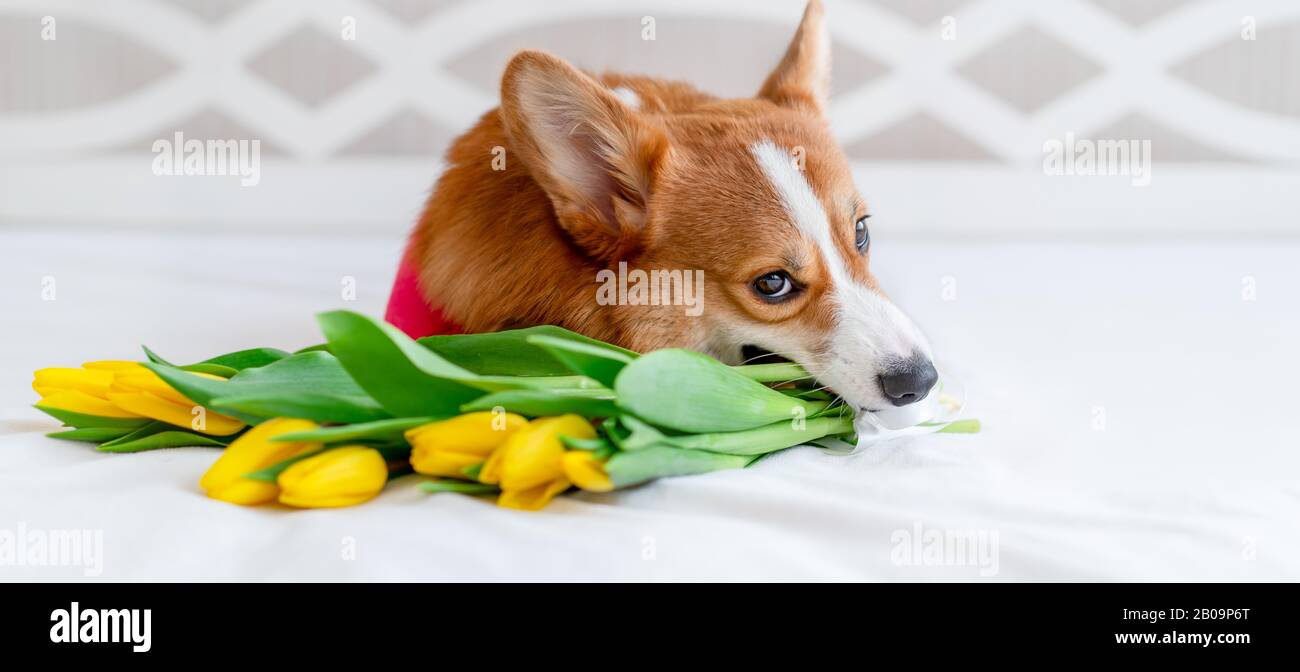Cute corgi dog in stylish red bomber jacket sit near tulip flowers. Concept pet fashion Stock Photo
