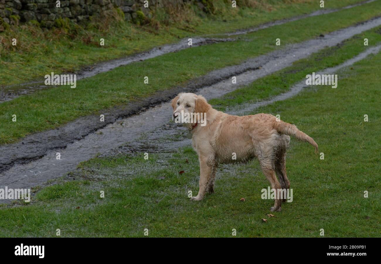 A muddy golden retriever puppy stands next to a flooded track. Stock Photo