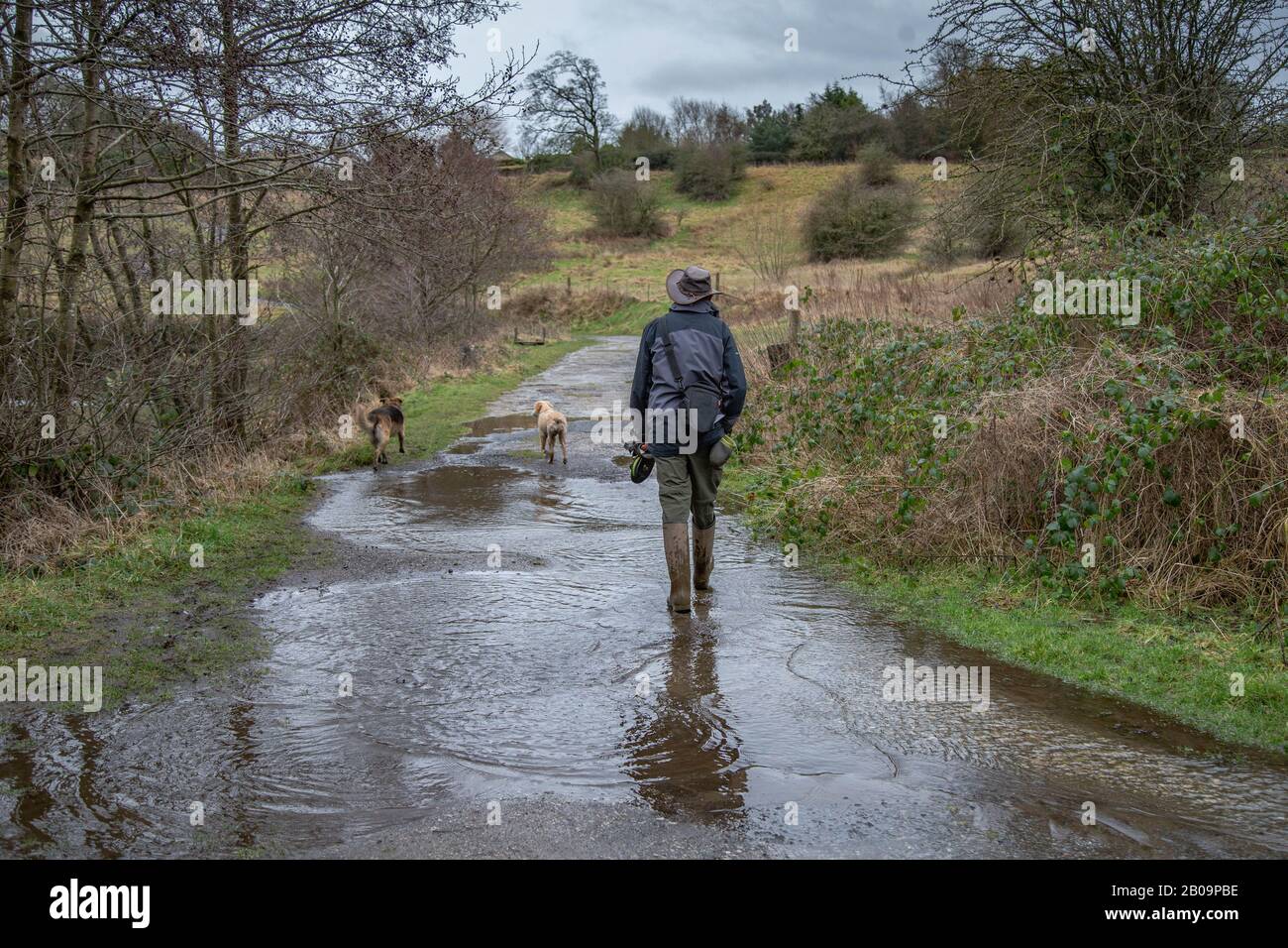A man walks his dogs on a flooded footpath in Baildon, Yorkshire. Stock Photo