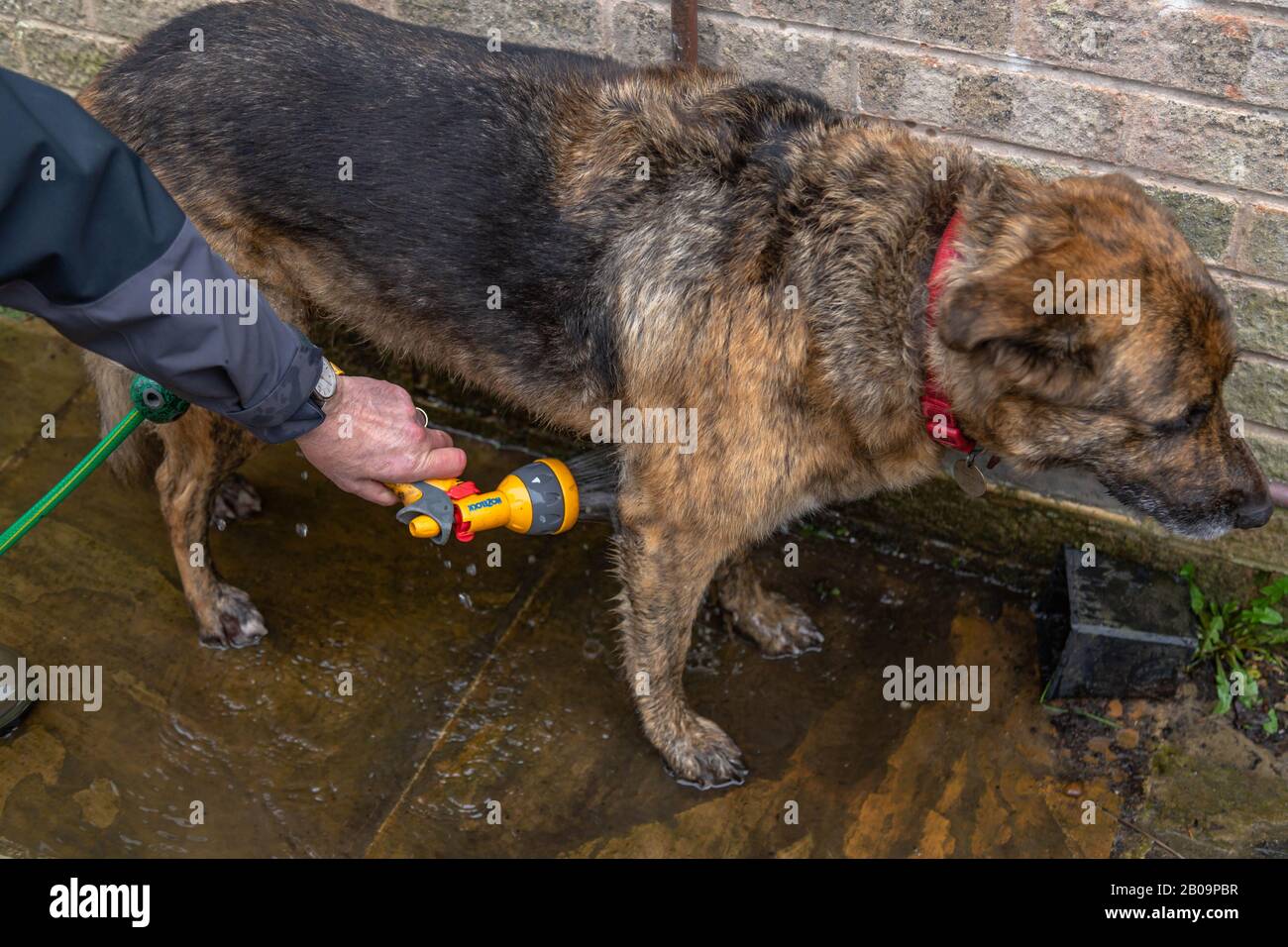 A muddy dog is being hosed down after a walk Stock Photo Alamy