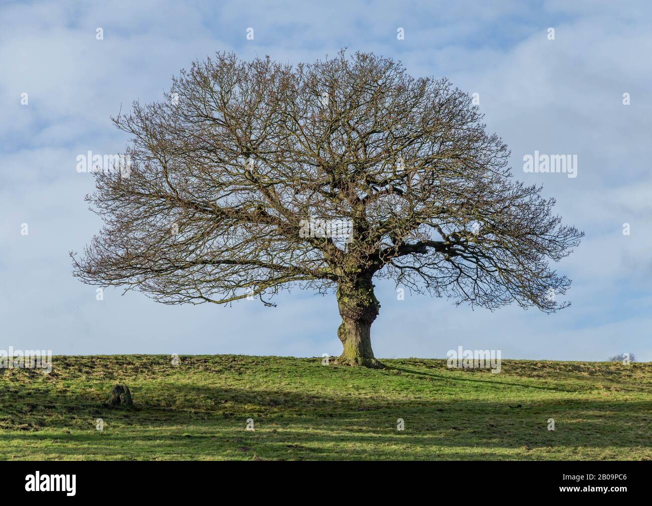 An English Oak Tree in winter. (UK Stock Photo Alamy