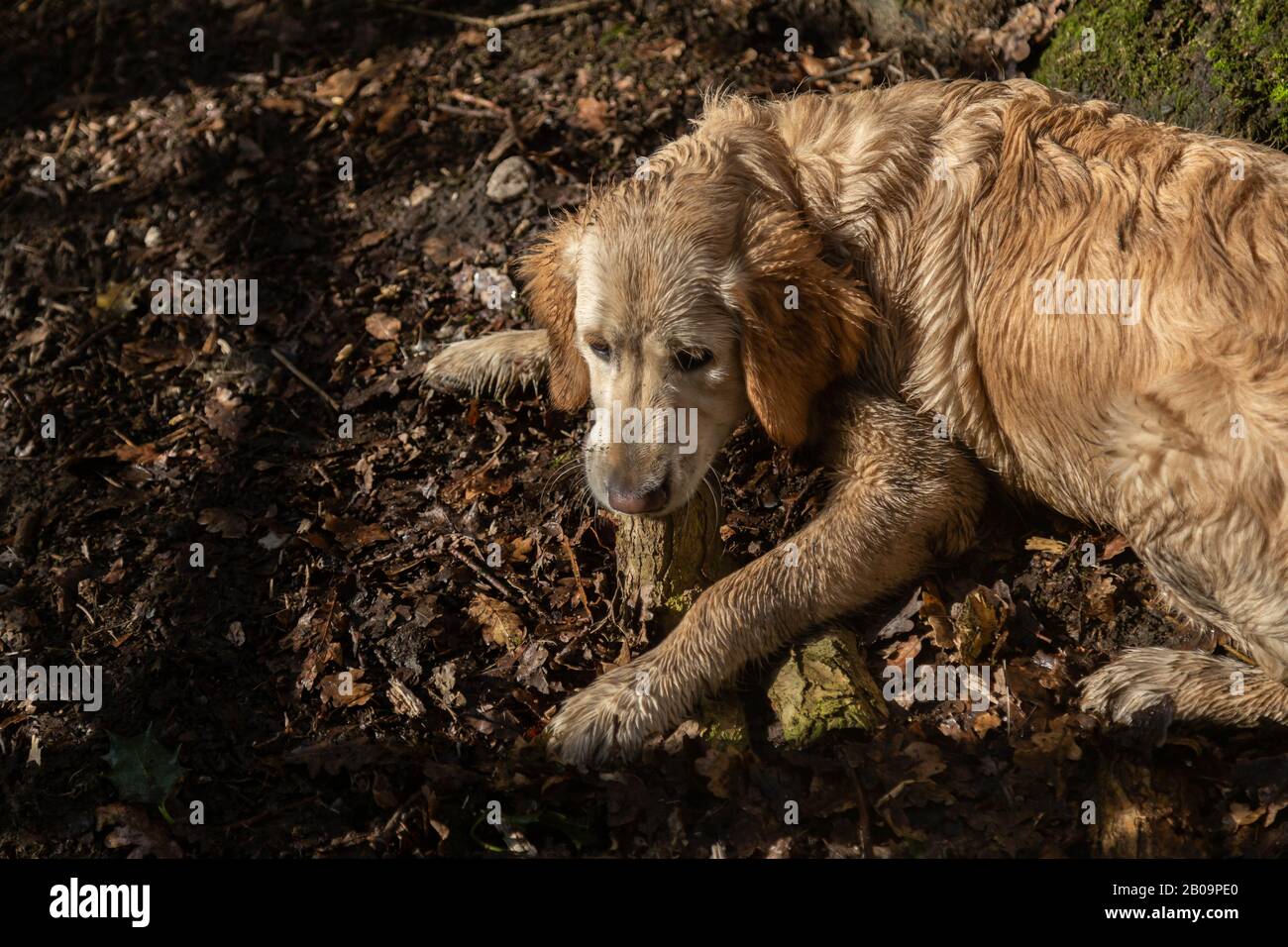 A muddy golden retriever puppy lies on the ground chewing a stick. Stock Photo