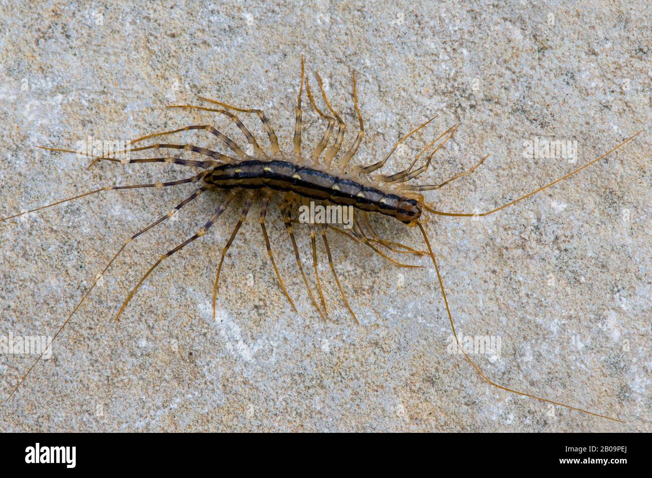 House Centipede (Scutigera coleoptrata), E USA, by Skip Moody/Dembinsky Photo Assoc Stock Photo