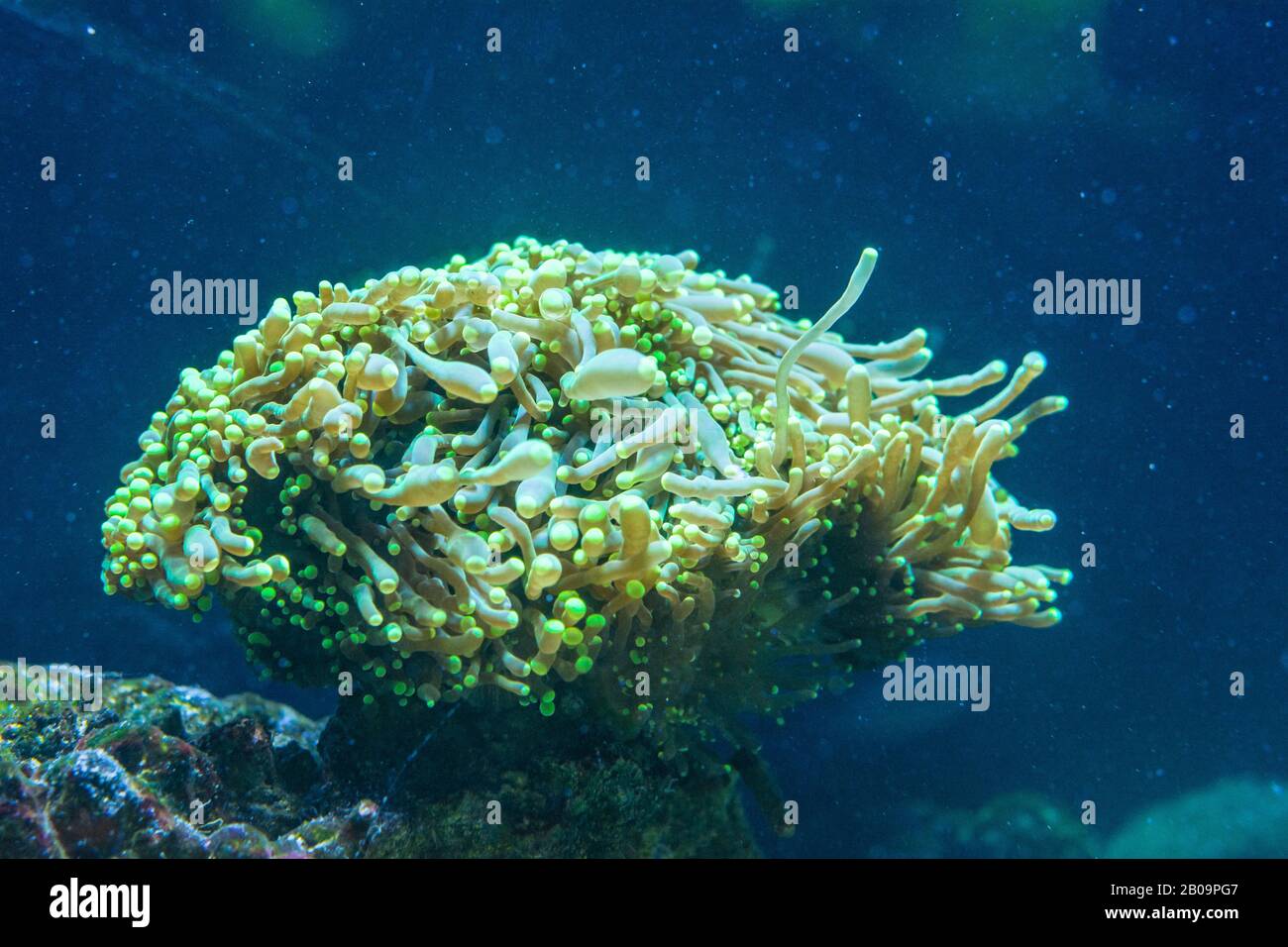 Euphyllia is a genus of large-polyped stony coral Stock Photo