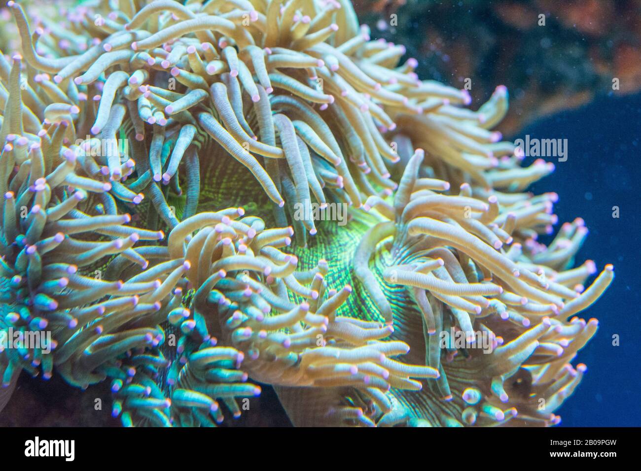 Macrodactyla doreensis , Sea anemone on nature Stock Photo