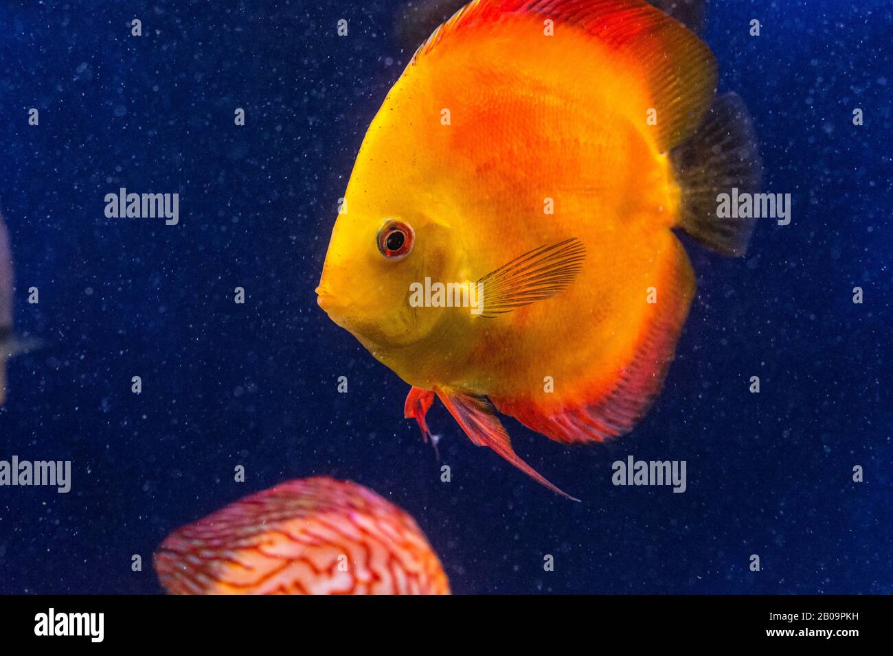Symphysodon discus is swimming among mangrove roots Stock Photo