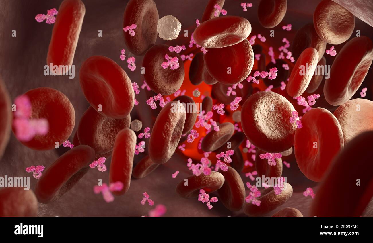 Antibodies, Red and white blood cells and in the vein. 3D illustration