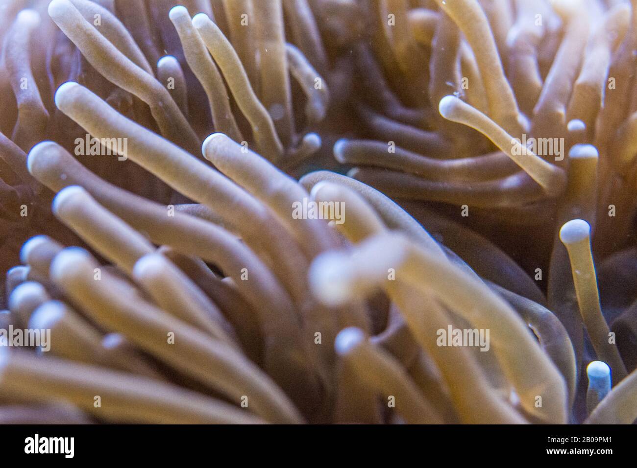 Macrodactyla doreensis , Sea anemone Stock Photo
