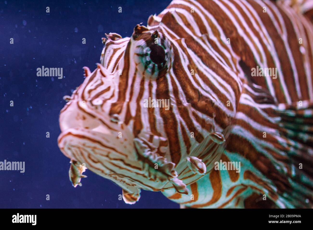 Pterous volitans fish at deep ocean close-up Stock Photo