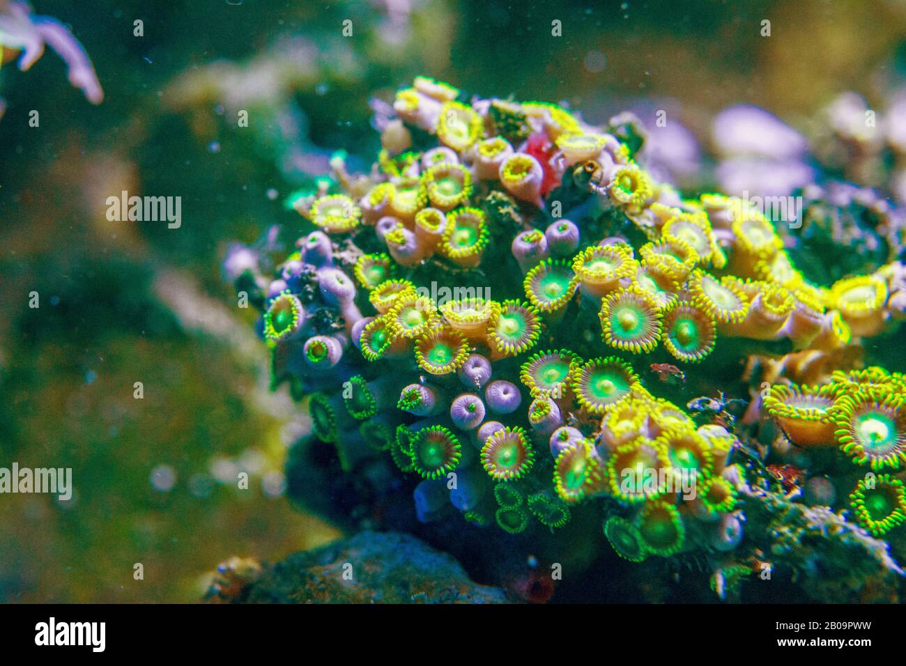 Zoanthus sp. green, pink, corals, Zoanthids, Zoos, Zoanthid Polyps, Sea Mats, Button Polyps Stock Photo