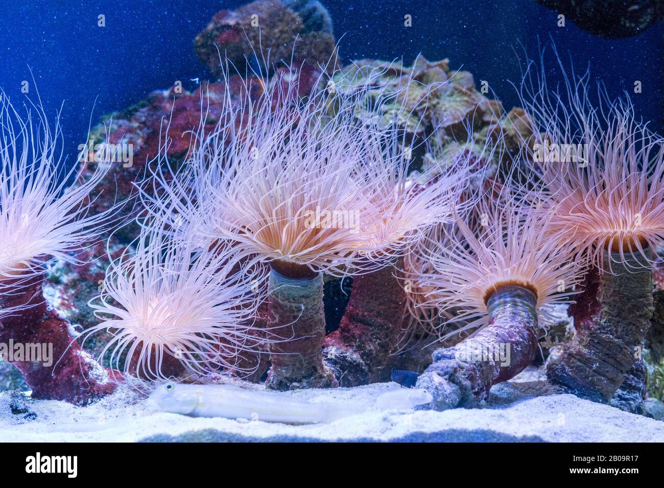 Tube anemone or cylinder anemone, Cerianthus membranaceus Stock Photo