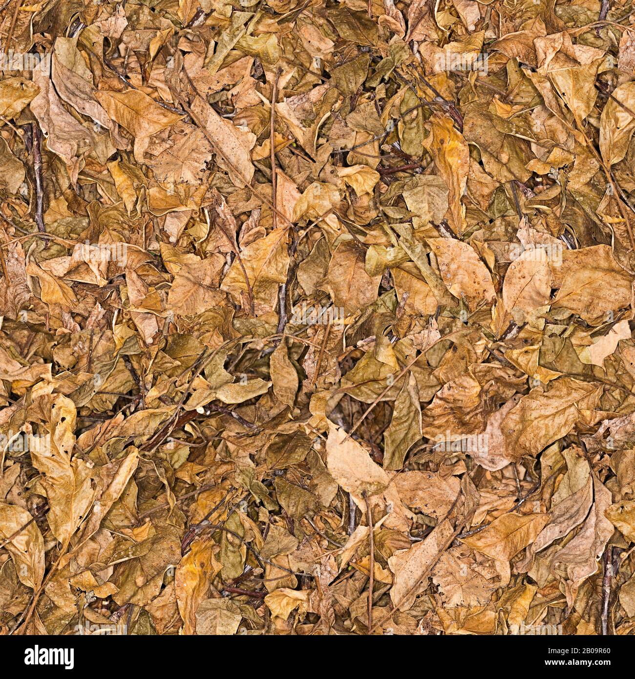 Brown background: dry walnut leaves Stock Photo