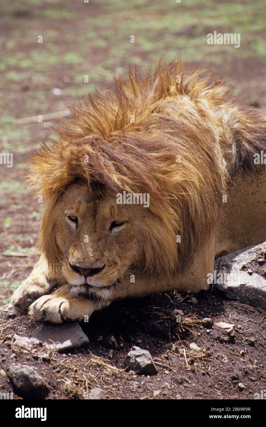 TANZANIA, NGORONGORO CRATER, MALE LION, SLEEPY Stock Photo