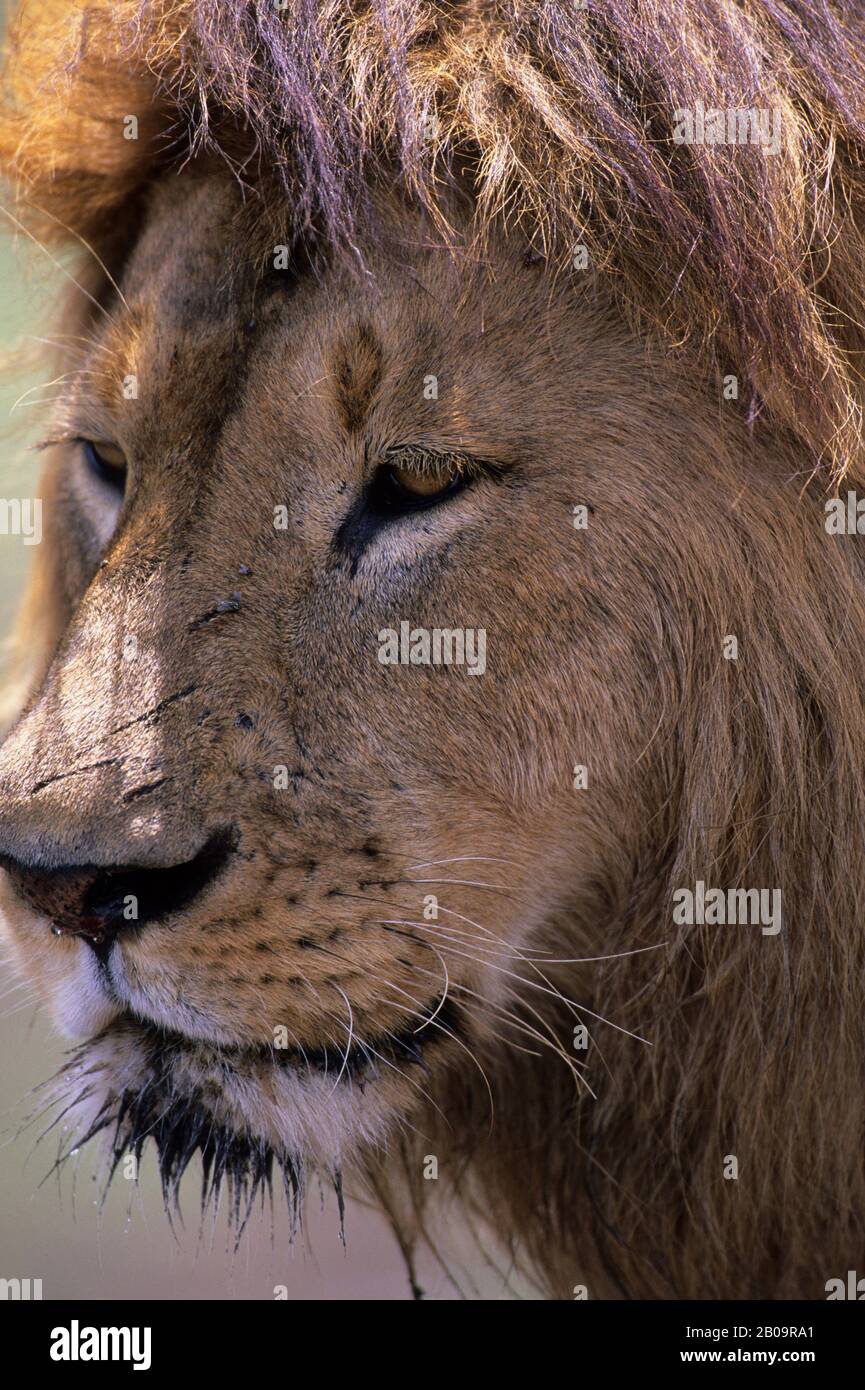 TANZANIA, NGORONGORO CRATER, MALE LION, PORTRAIT Stock Photo