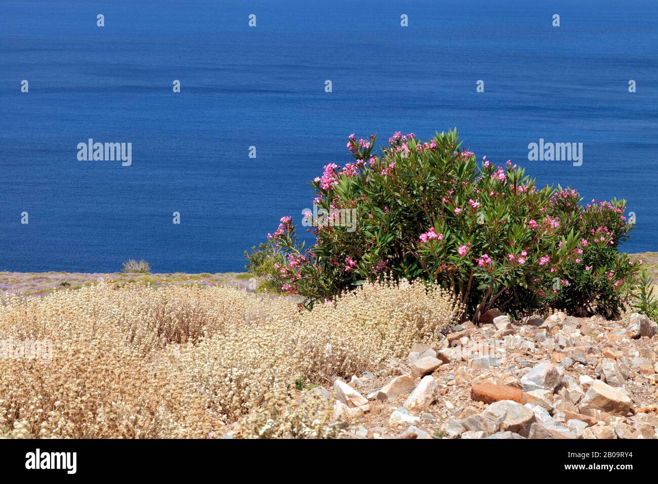 Pink Flowering oleander growing on the edge of the blue sea . Stock Photo