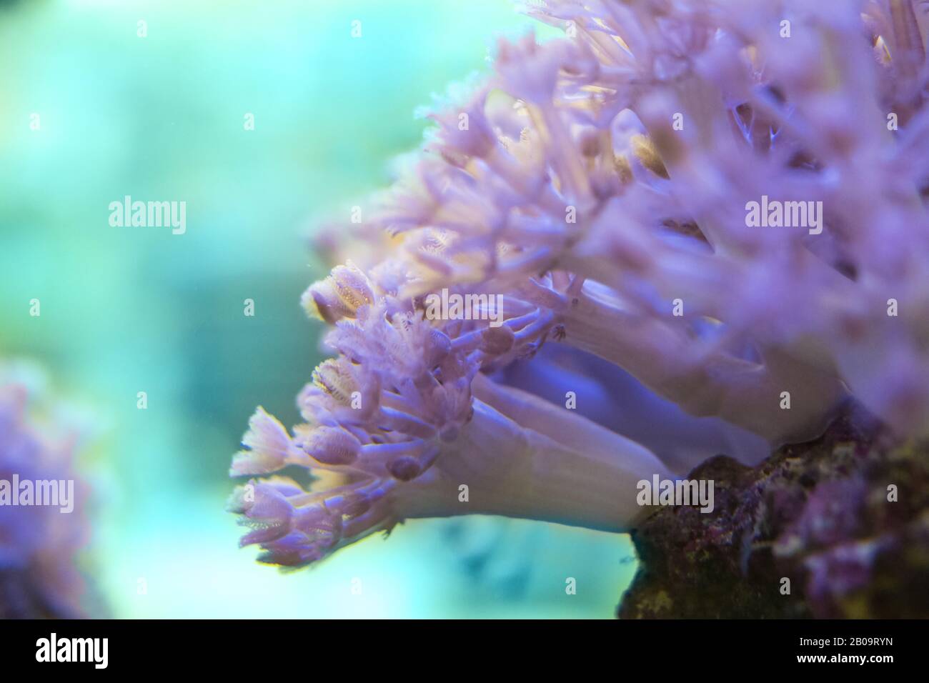 Living corals are very close Stock Photo