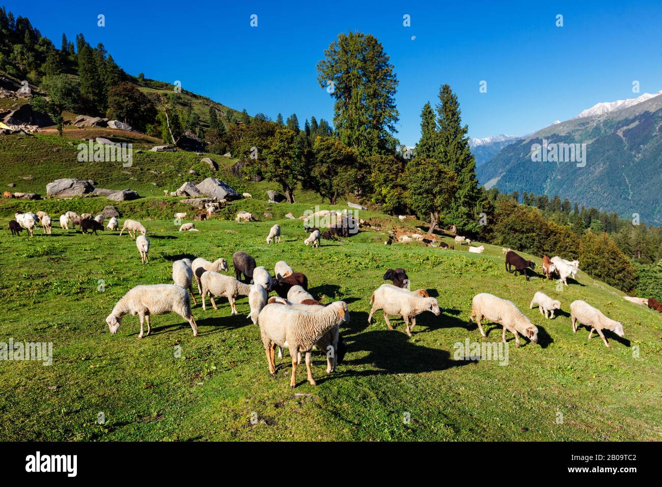 Flock of sheep in the Himalayas Stock Photo - Alamy