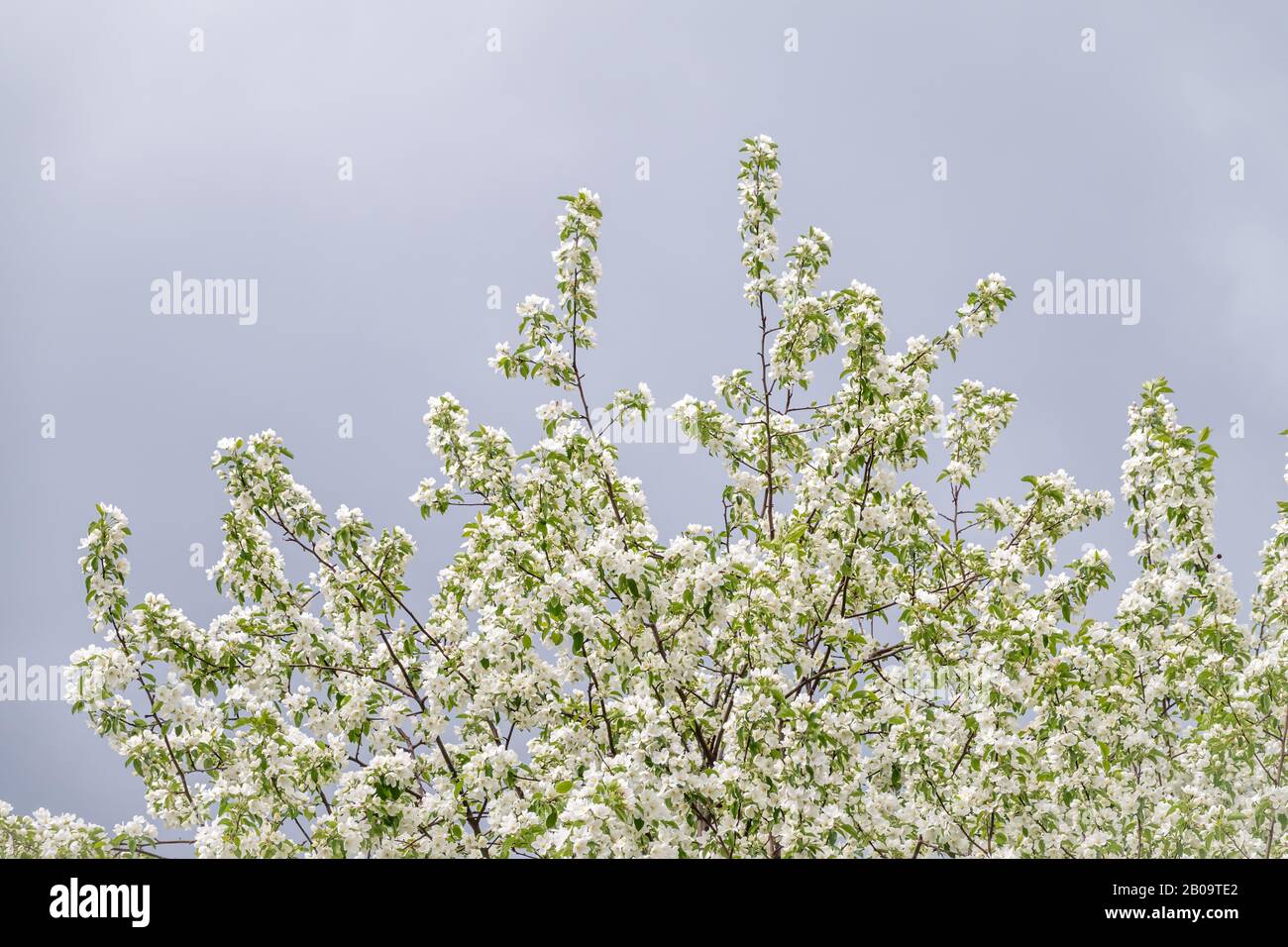 Apple tree branches with white flowers on a background of blue cloudy