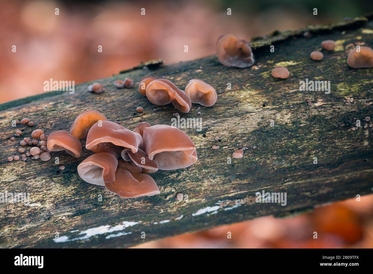 A tasty and healthy mushroom that grows on tree trunks. Seasonal delicacy. Stock Photo