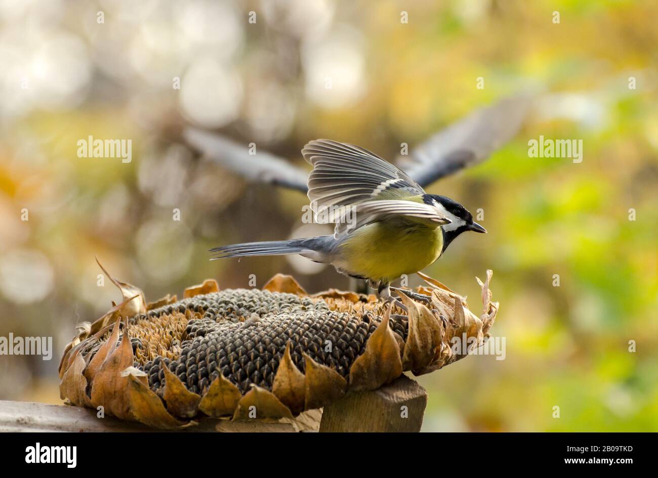 Great tit birds eating sunflower seeds from dry flower in a autumn