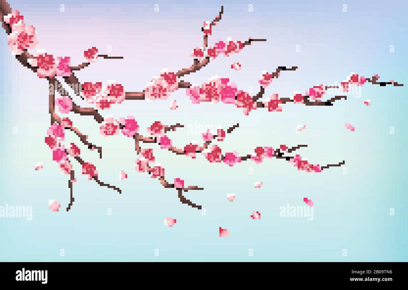 Japan sakura branches with cherry blossom flowers and falling petals isolated on white background vector illustration. Branch of cherry blossoms on blue background Stock Vector
