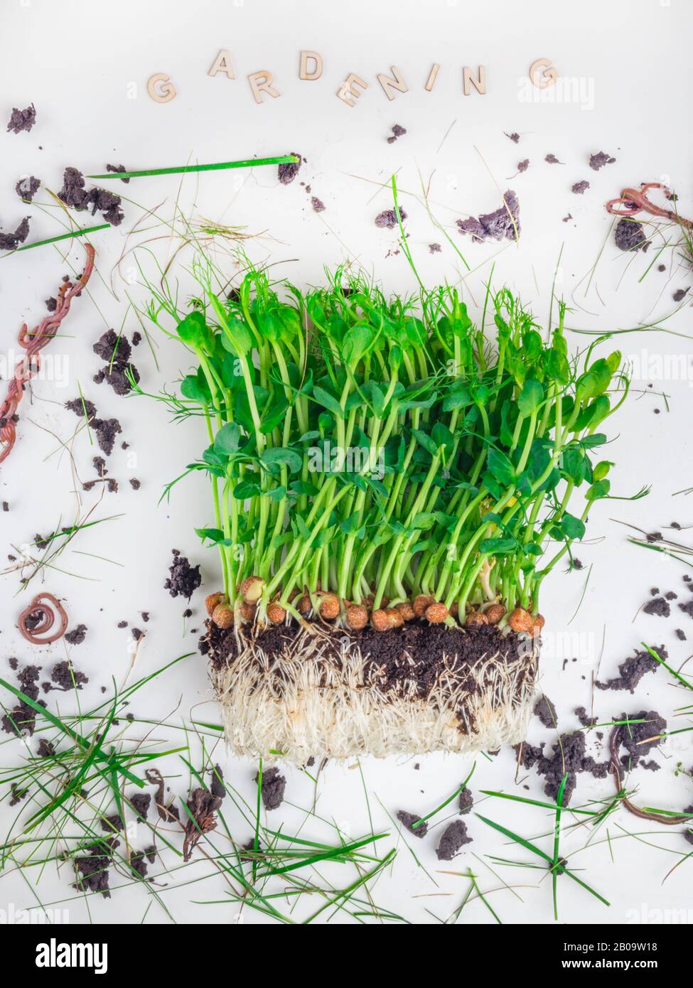 Raw sprouts of peas microgreen with soil and worms, gardening and farming concept. Vegetable and microgreen. Healthy eating Stock Photo