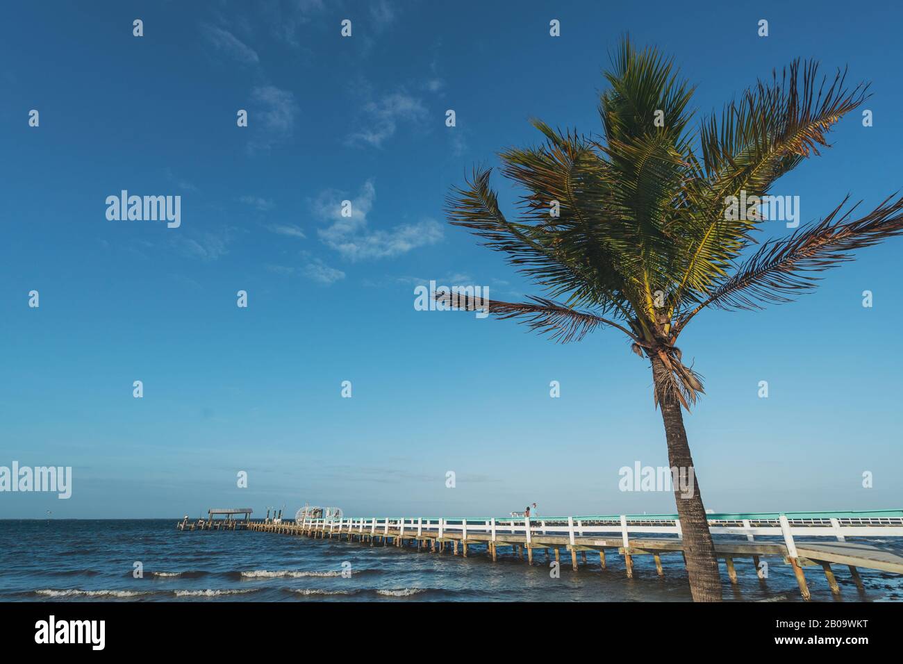 PINE ISLAND, FLORIDA - JAN 17, 2020. Wind whips up palm tree in front of Bokeelia pier. Stock Photo