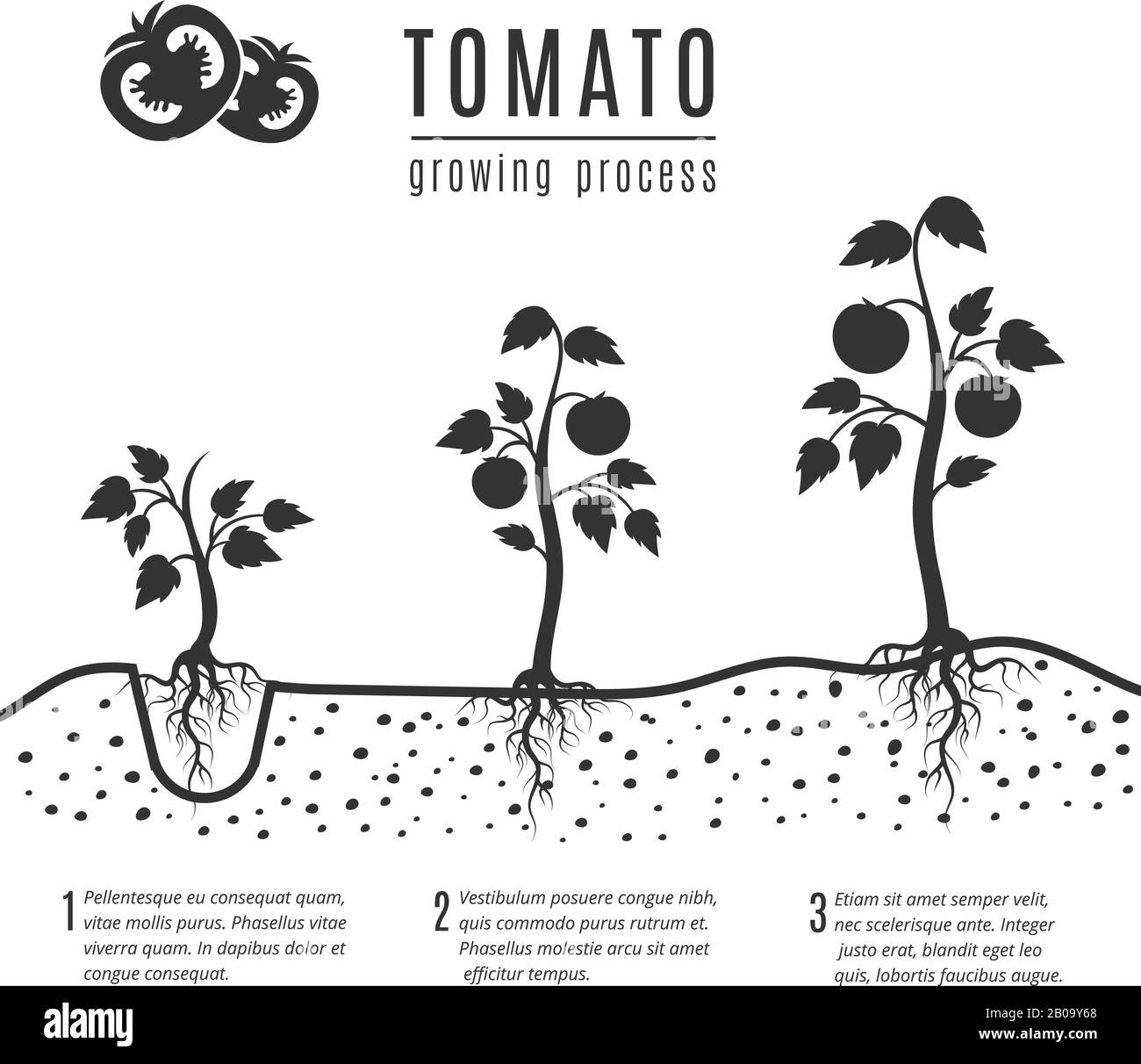 Tomato plant with roots vector growing stages. Tomato growing, illustration of monochrome banner growing process Stock Vector