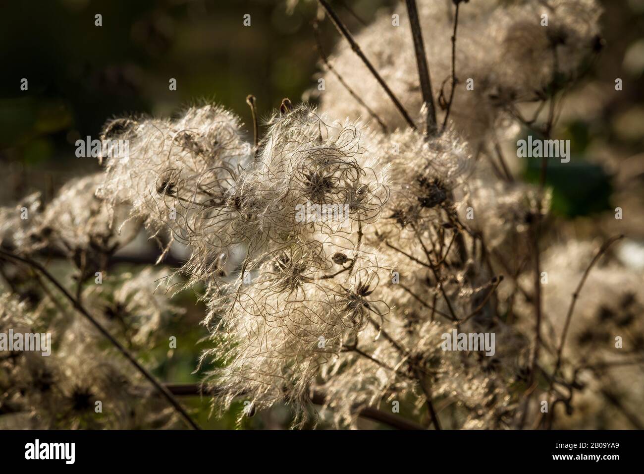 Wild Clematis seed heads of Clematis vitalba also known as Old Mans Beard or Travellers Joy. Stock Photo