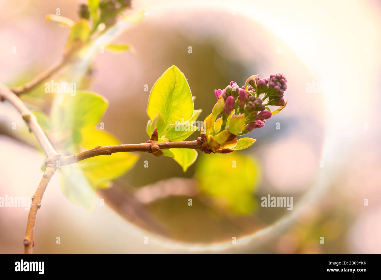 Spring bud of lilac. Composition of nature. Spring Awakening Concept Stock Photo