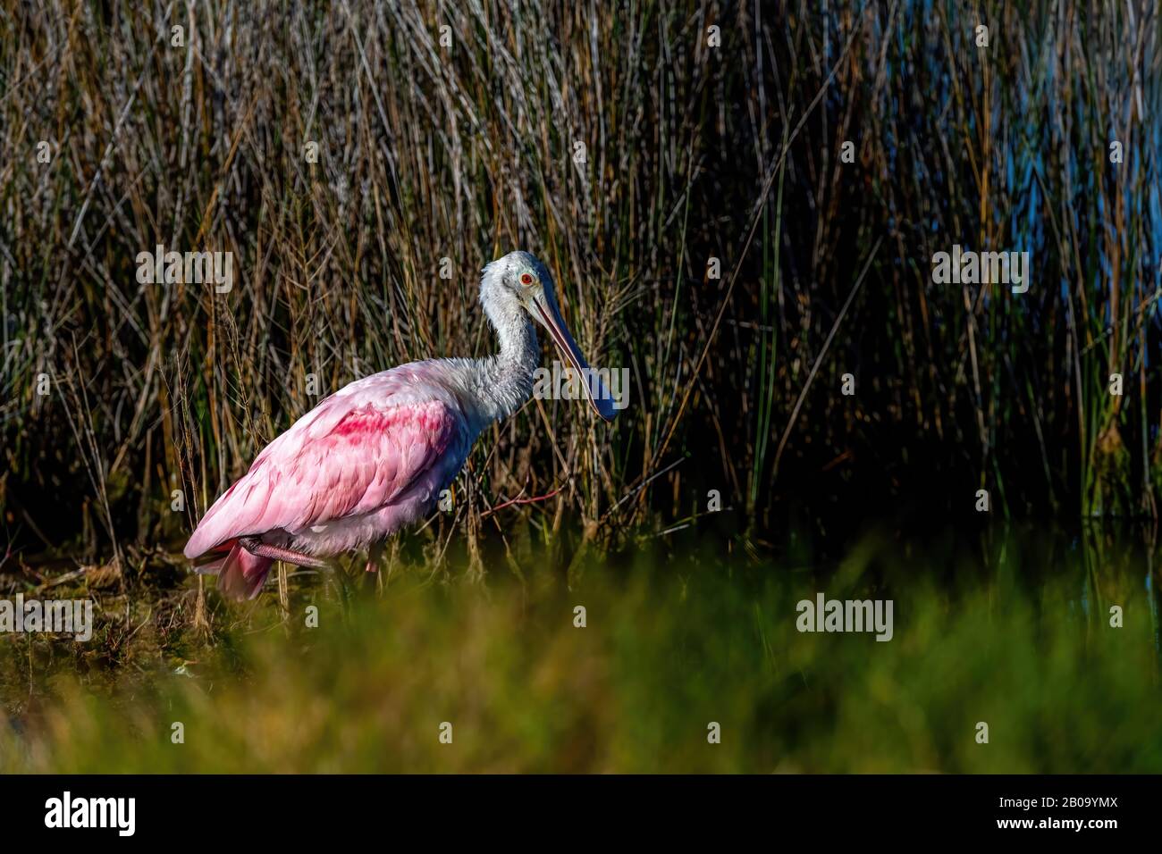 Side view of an adult Roseate Spoonbill (Platalea ajaja) standing in Florida, USA. Stock Photo