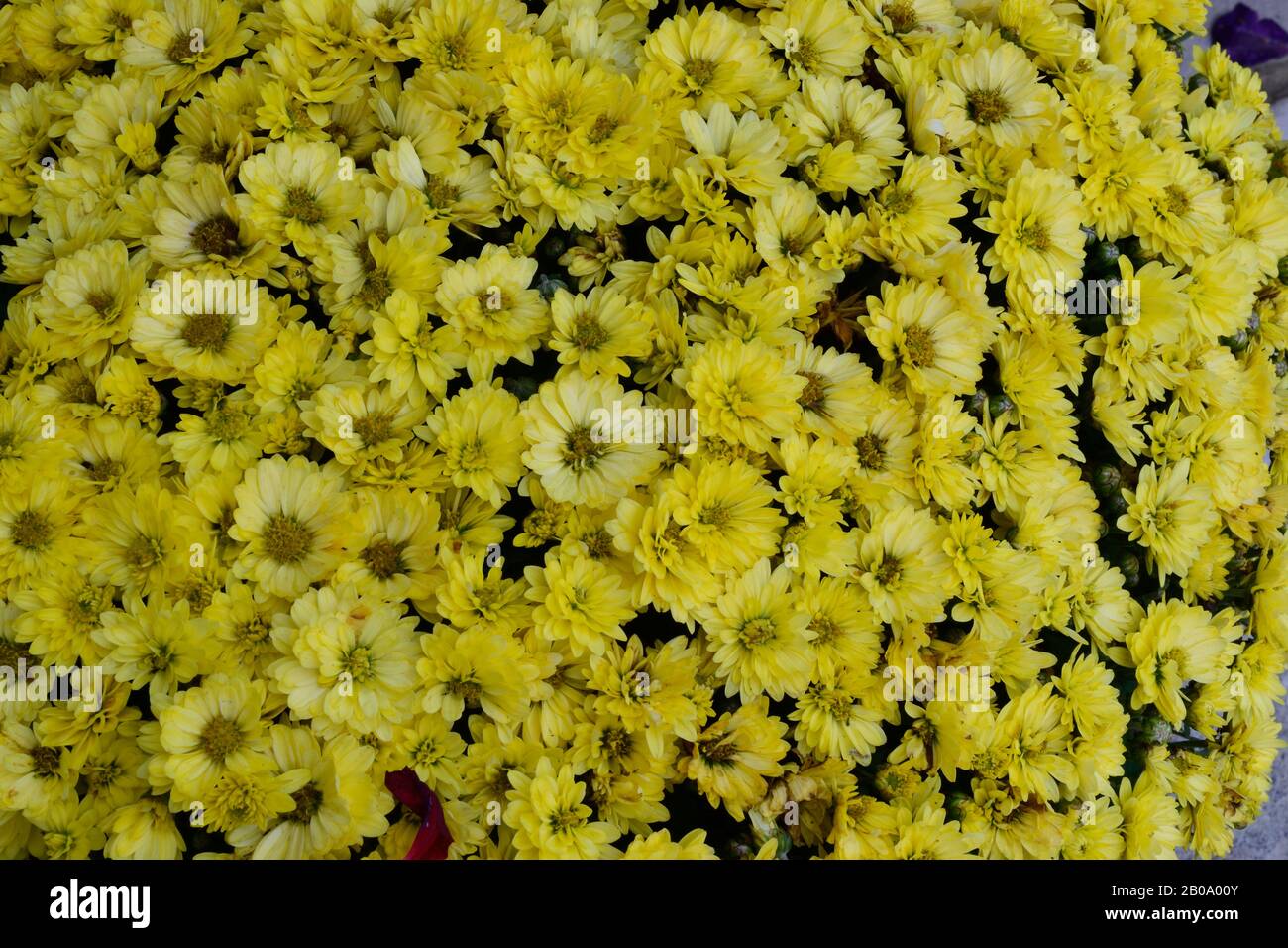Chrysanthemum. Name Eastern Star. Close up of a mass of yellow flowers Stock Photo