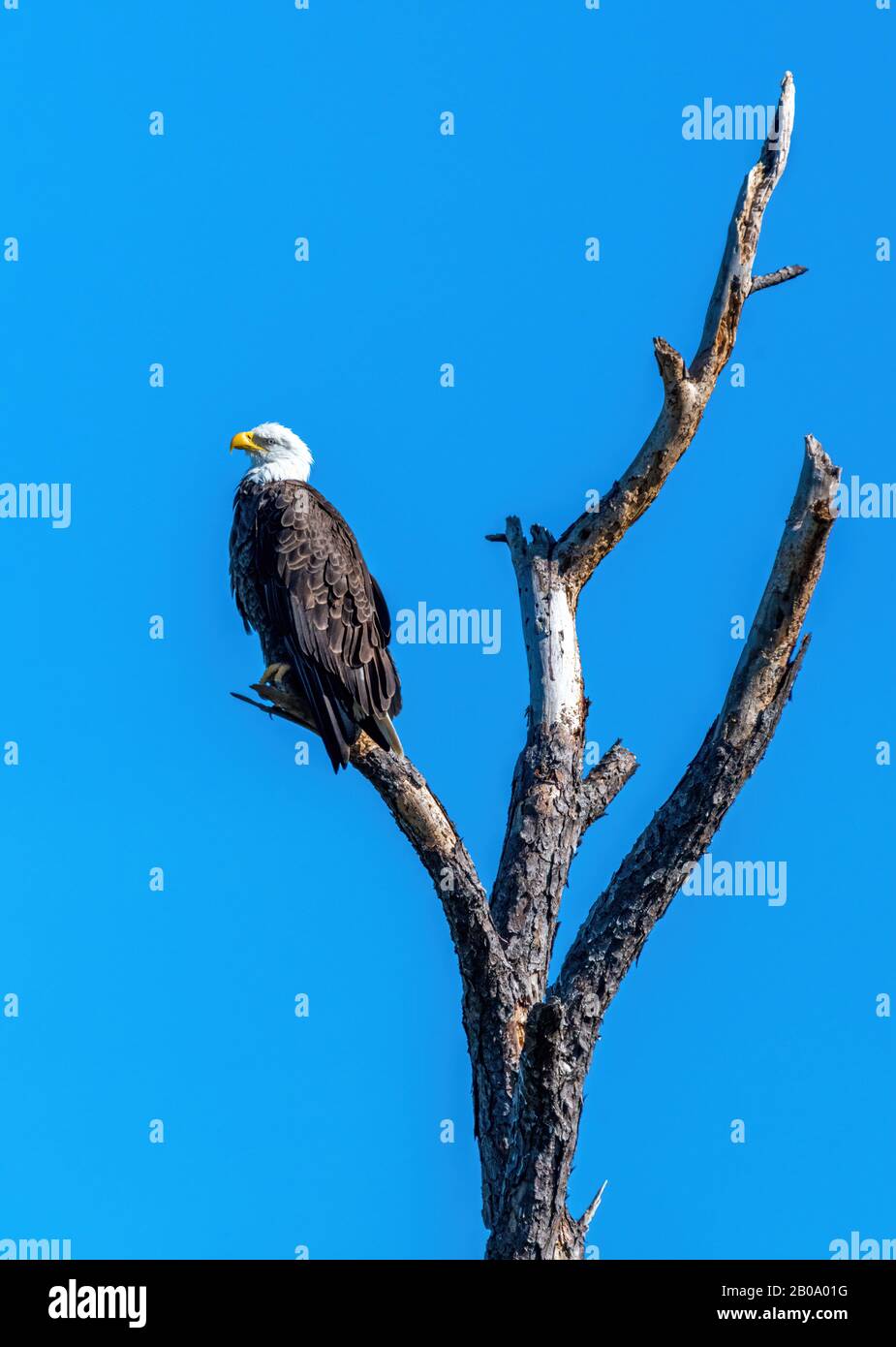 A Bald Eagle (Haliaeetus leucocephalus) perches on a dead tree in the Merritt Island National Wildlife Refuge, Florida, USA. Stock Photo