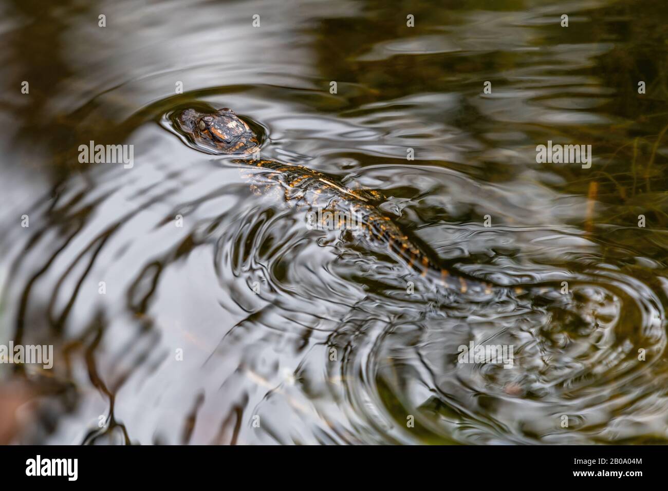 Close up of a young American alligator (Alligator mississippiensis) hatchling swimming on the water in Florida, USA. Stock Photo