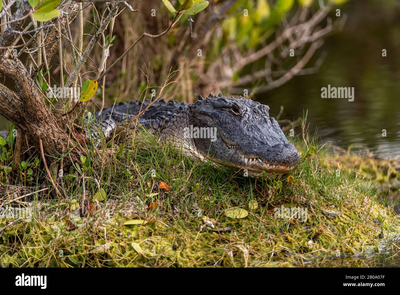 Close up portrait of an adult American Alligator (Alligator mississippiensis) lying in the grass in Florida, USA. Stock Photo