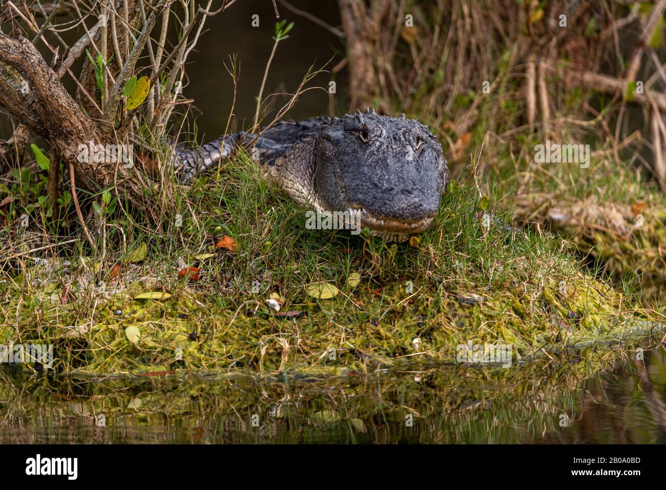 Close up portrait of an adult American Alligator (Alligator mississippiensis) lying in the grass in Florida, USA. Stock Photo