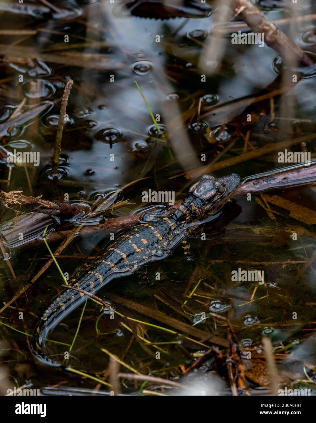 Close up of a young American alligator (Alligator mississippiensis) hatchling standing on branches in the water in Florida, USA. Stock Photo