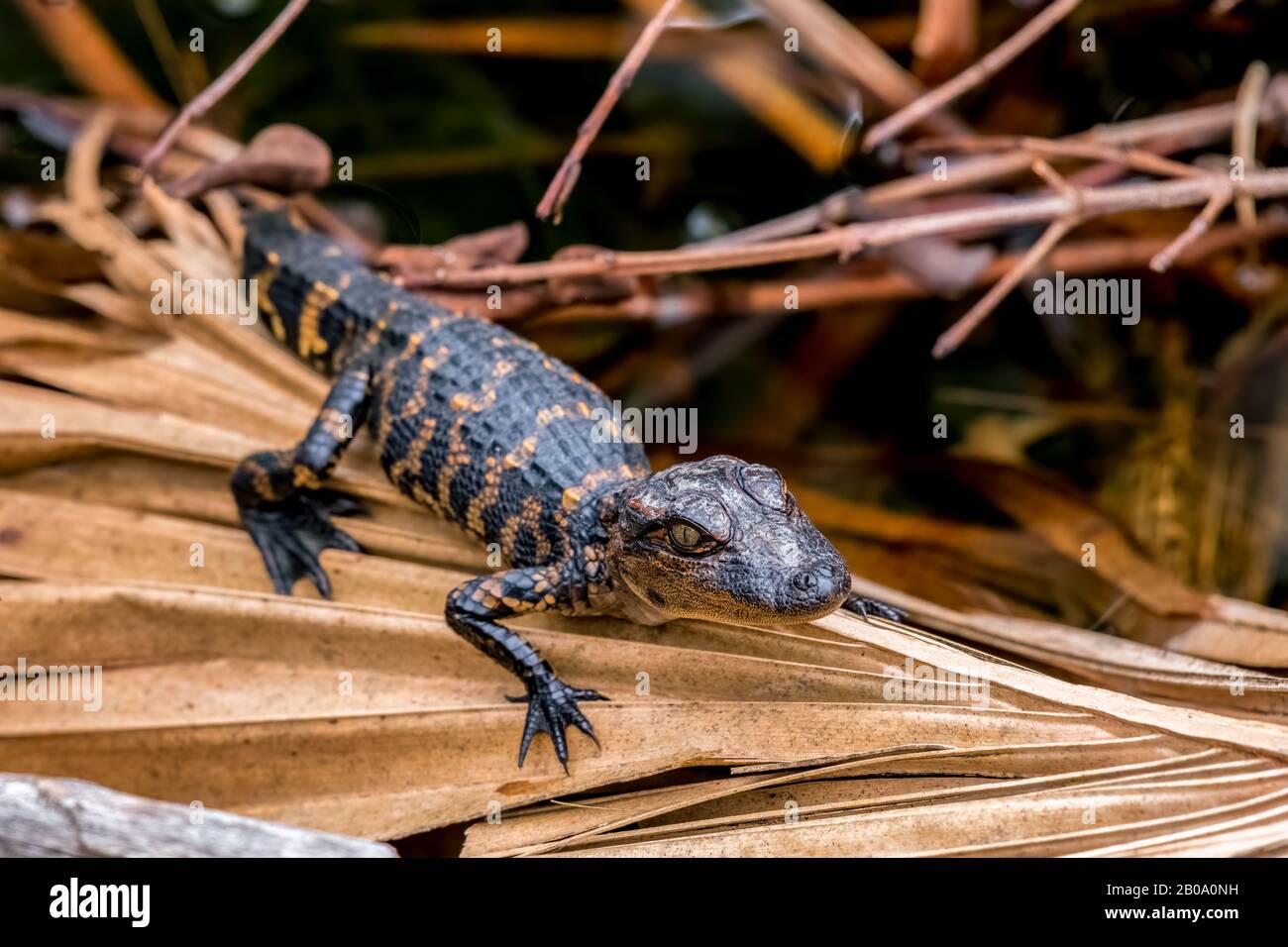 A young American alligator (Alligator mississippiensis) hatchling on a dried palm frond in Florida, USA. Stock Photo