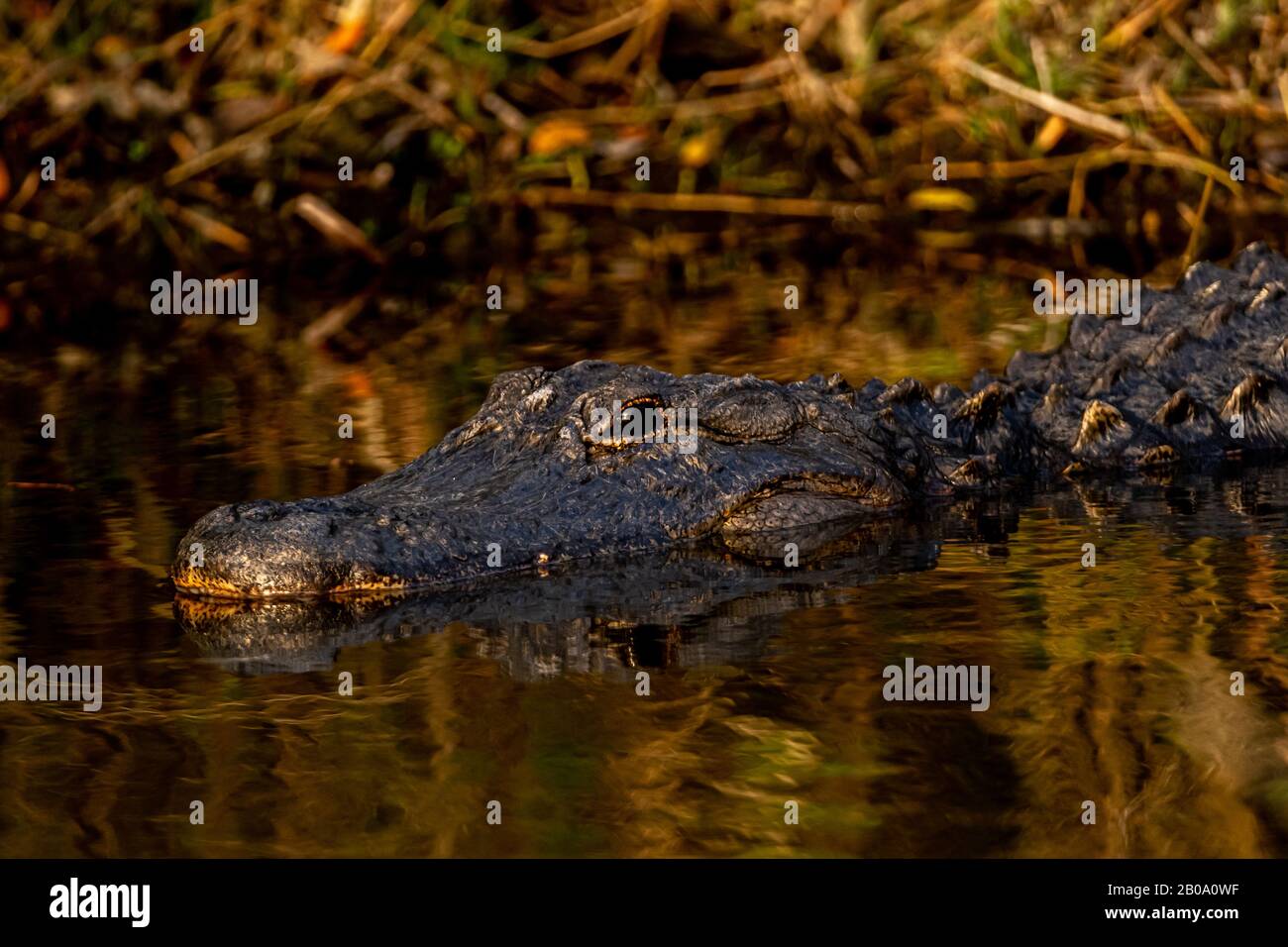 Close up of an adult American alligator (Alligator mississippiensis) waiting for prey to come by in the waters of Merritt Island, Florida. Stock Photo