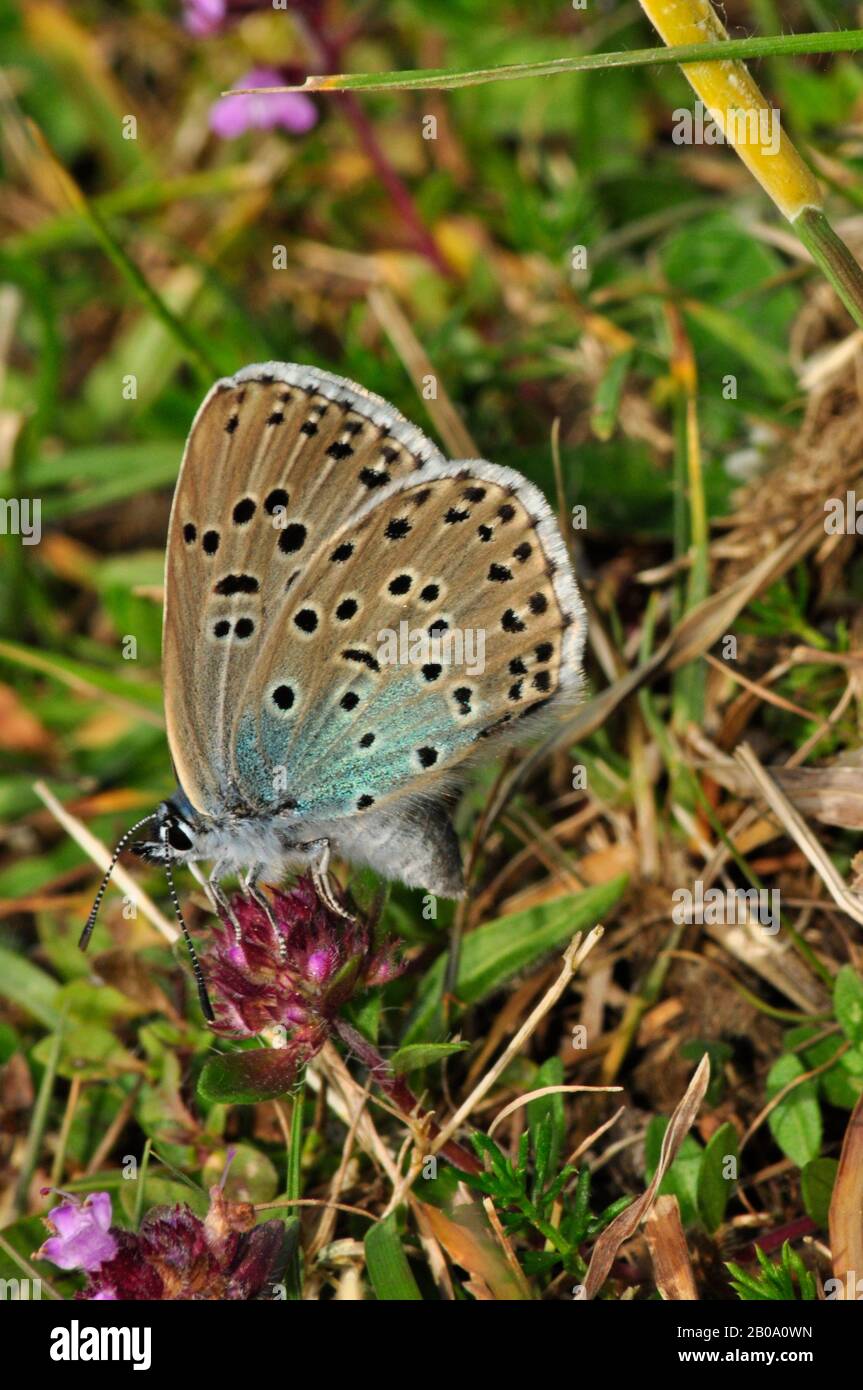 Large Blue Butterfly' Glaucopsyche arion' at Collard Hill in Somerset ... Large Blue Butterfly' Glaucopsyche arion' at Collard Hill in Somerset ...