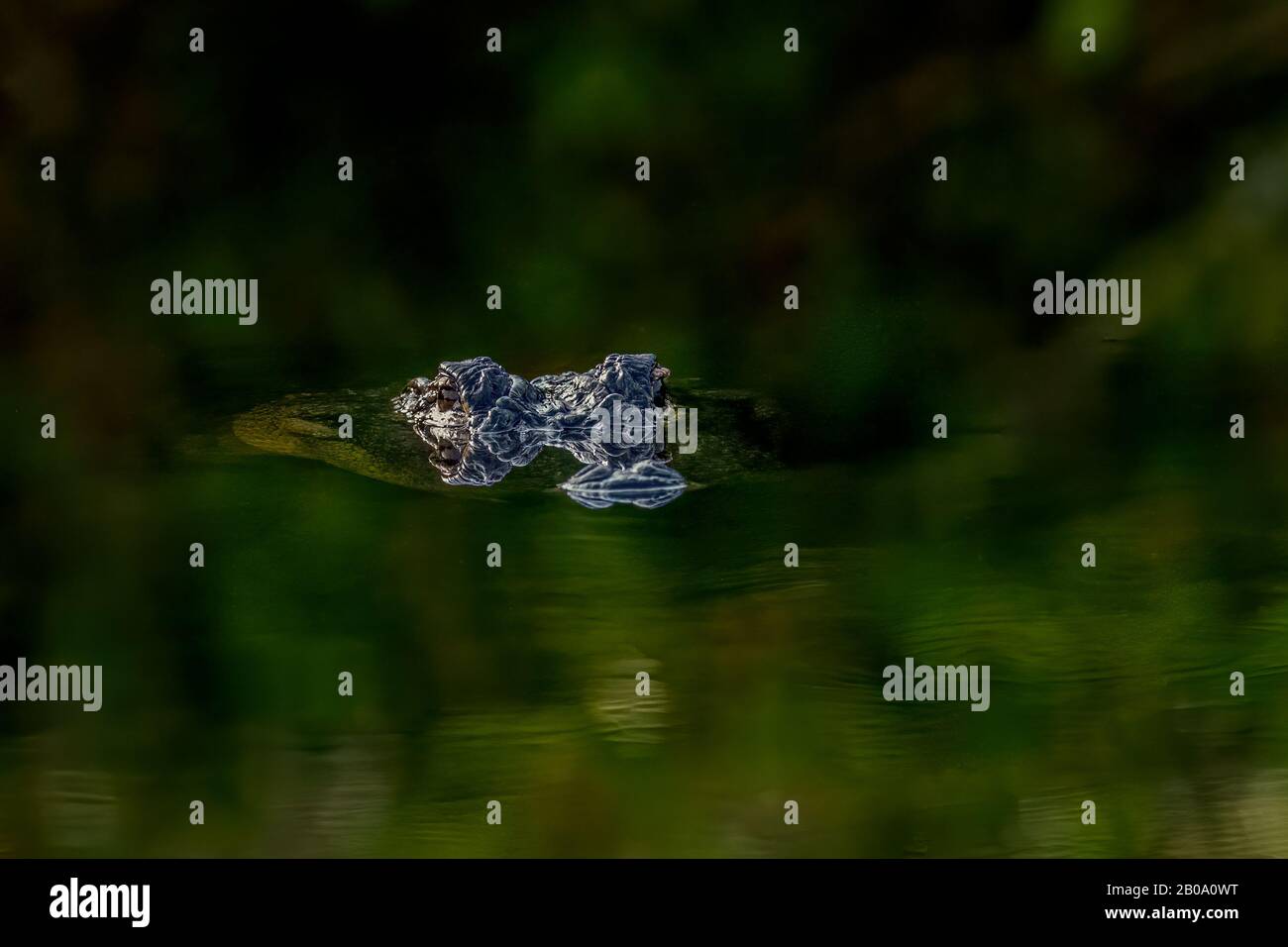 Abstract photo of an adult American alligator (Alligator mississippiensis) peering out of green water. Stock Photo