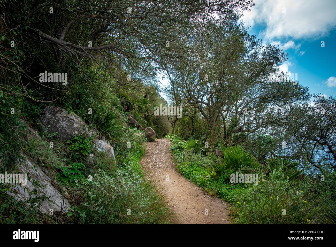 walking hiking trail in tropical forest Stock Photo - Alamy