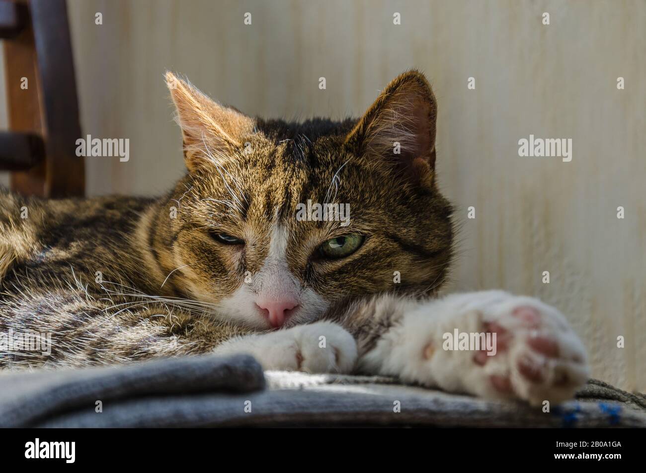 A tabby cat with a narrowed eye lies on a chair. Emotions of contempt, distrust, indifference. Stock Photo