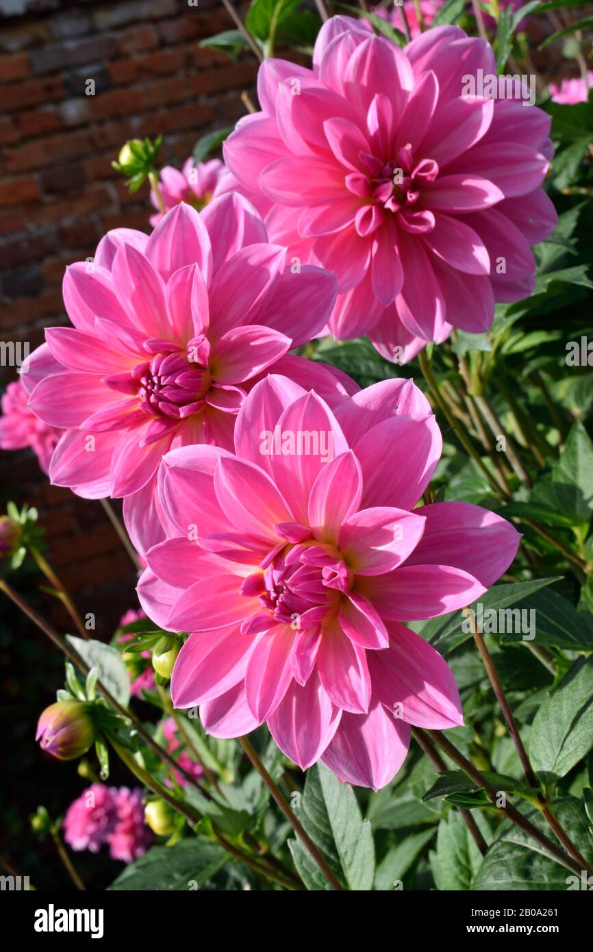 Dahlia. Name Onesta. Close up of three pink flowers with a touch of yellow. Stock Photo
